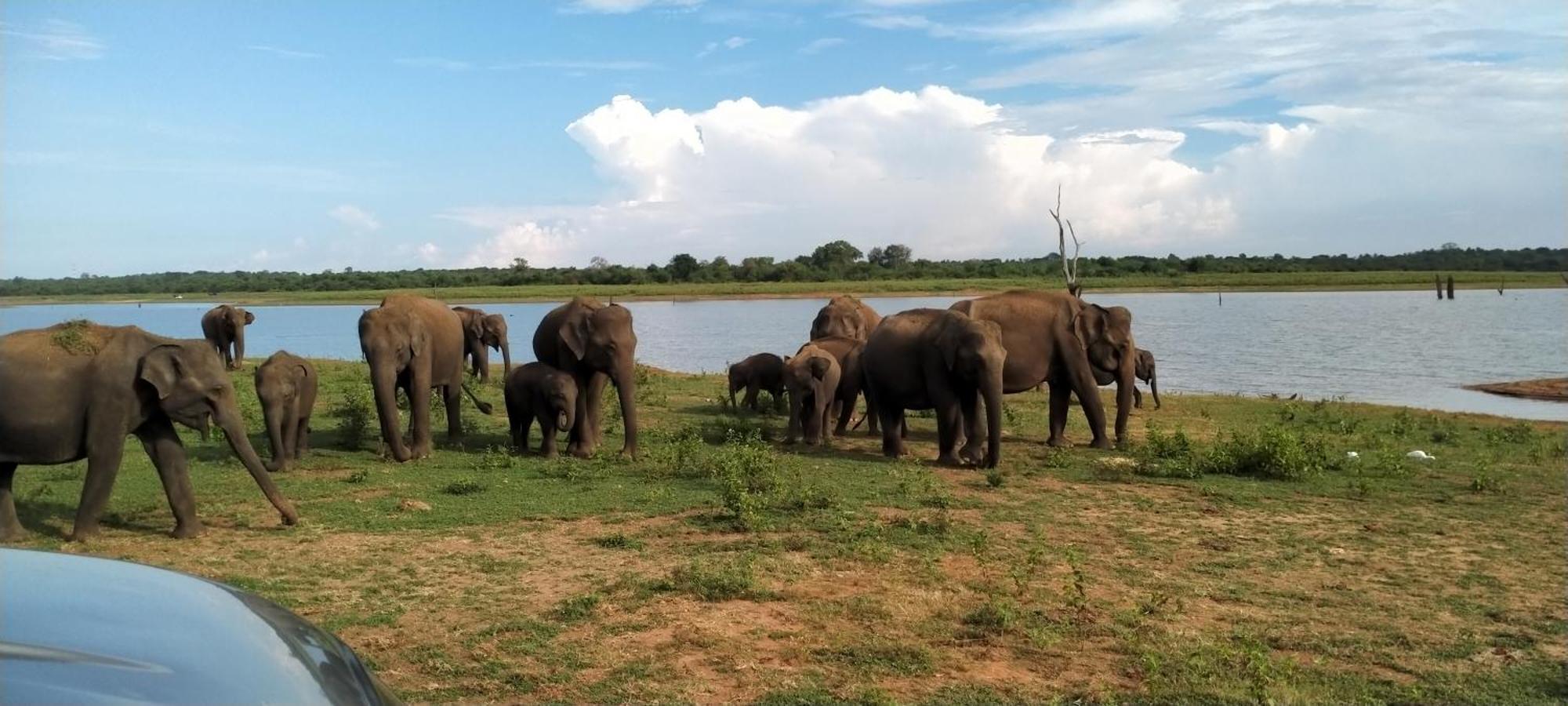 Share Safari Family Bungalow Удавалаве Экстерьер фото