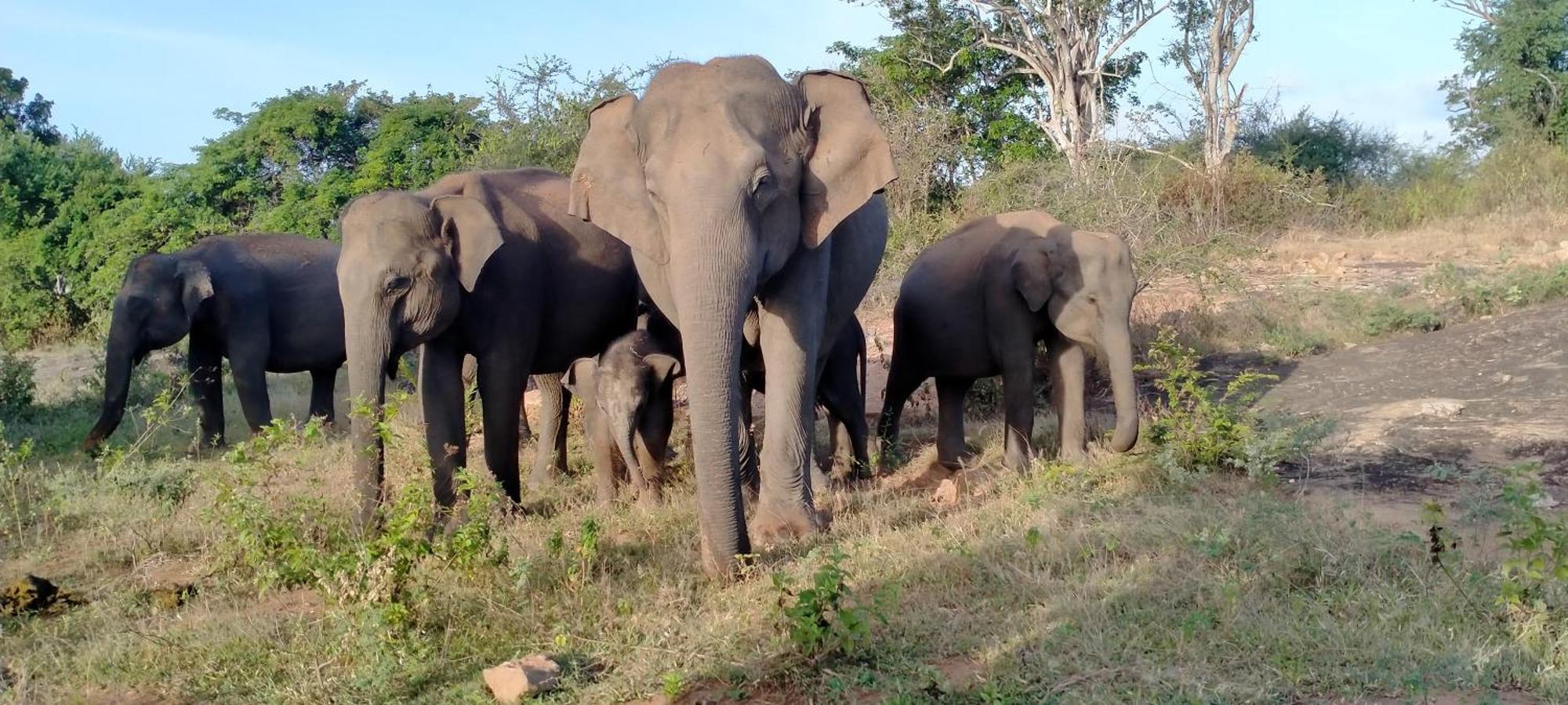 Share Safari Family Bungalow Удавалаве Экстерьер фото